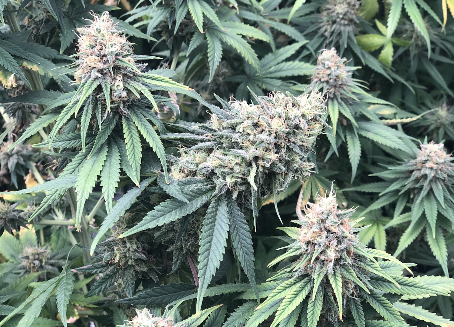 CBD Hemp Oil For Sale Montana Pure Botanicals