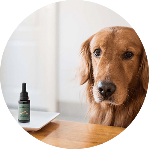 Montana Pure Organic CBD Oil for Dogs
